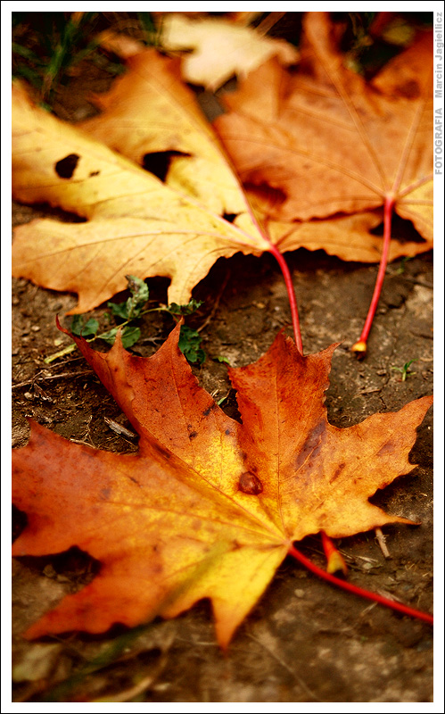 Leaves 2