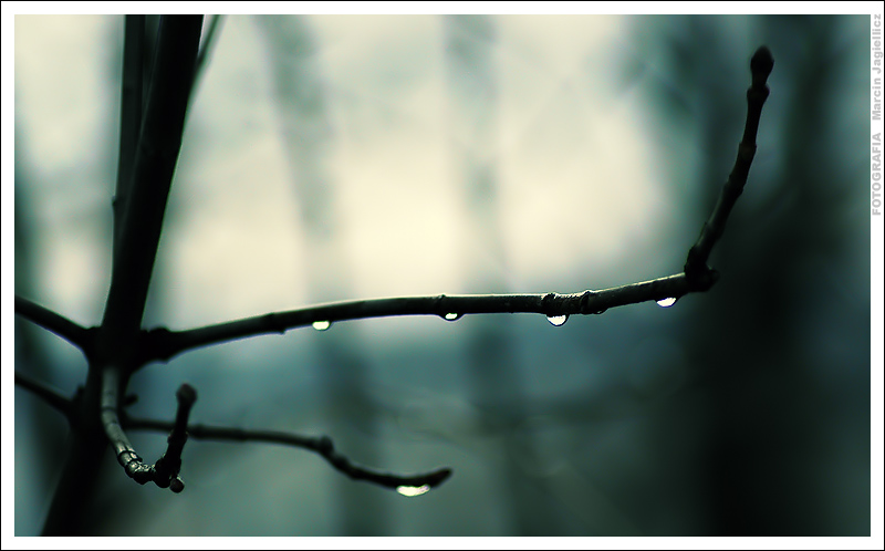 Raindrops