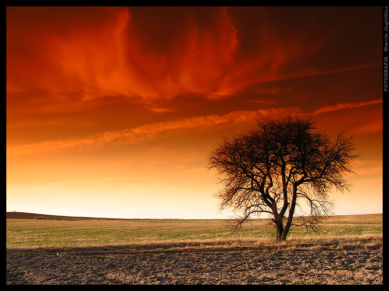 Tree of fire