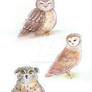 Cute owls)