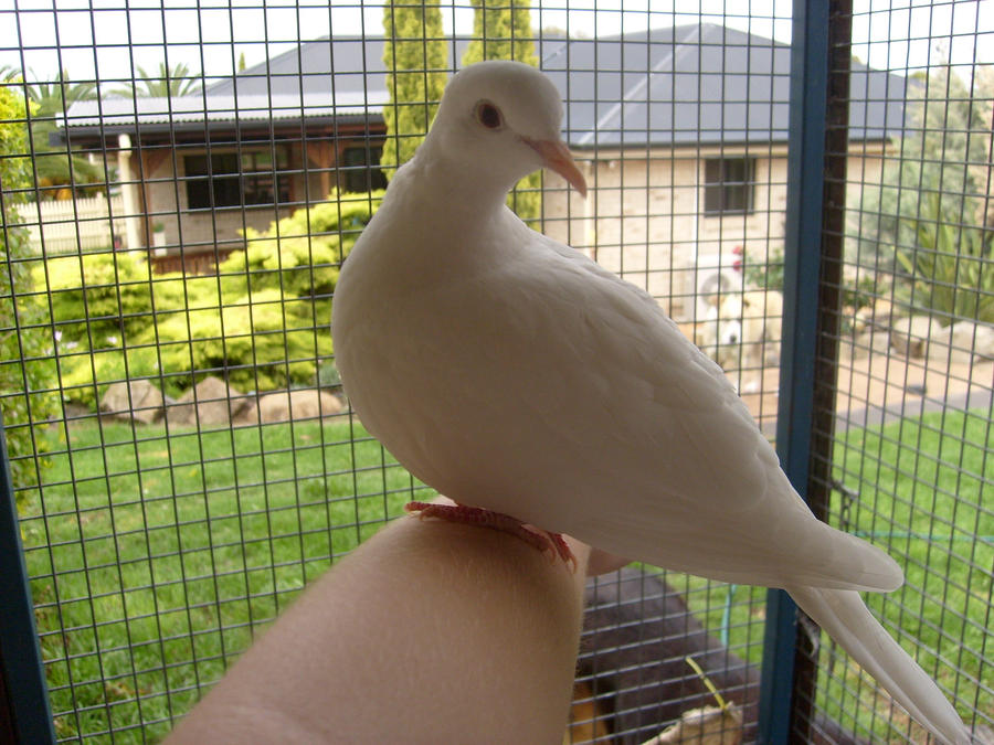 My Pet Dove by tasertail on DeviantArt