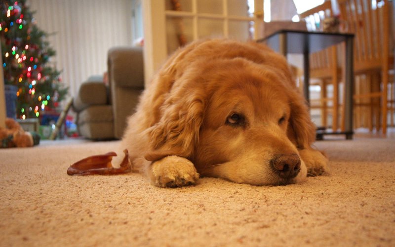 Christmas dog