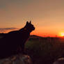 Pante watching sunset