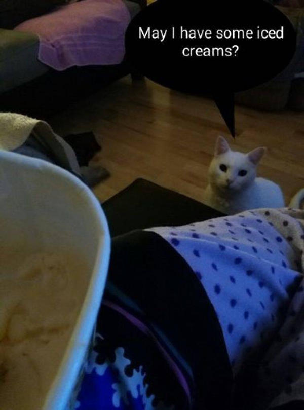 Loop cat meme remastered! by Ci-dash1991 on DeviantArt