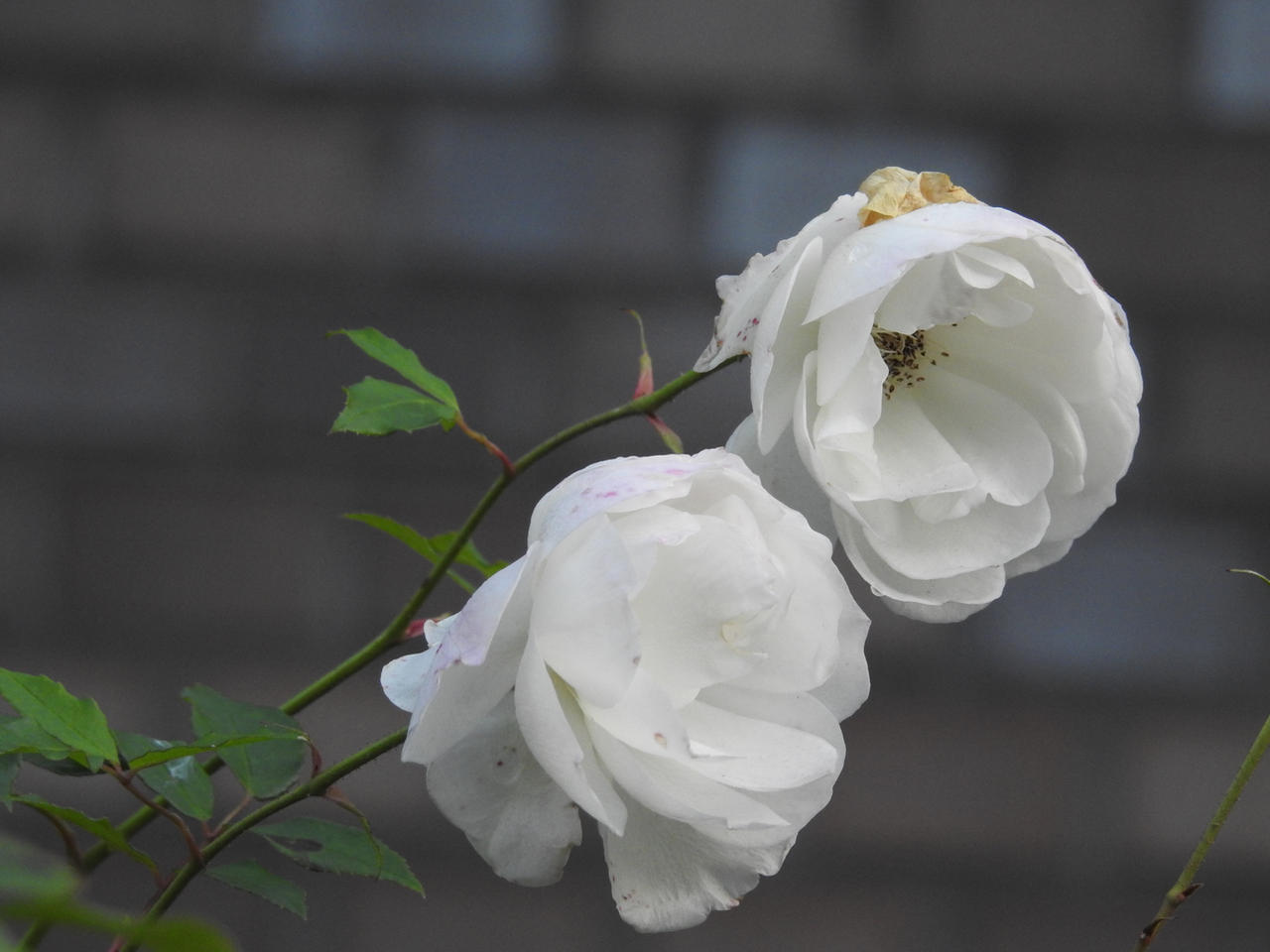 Late Roses Late roses by OnlyMonica on DeviantArt