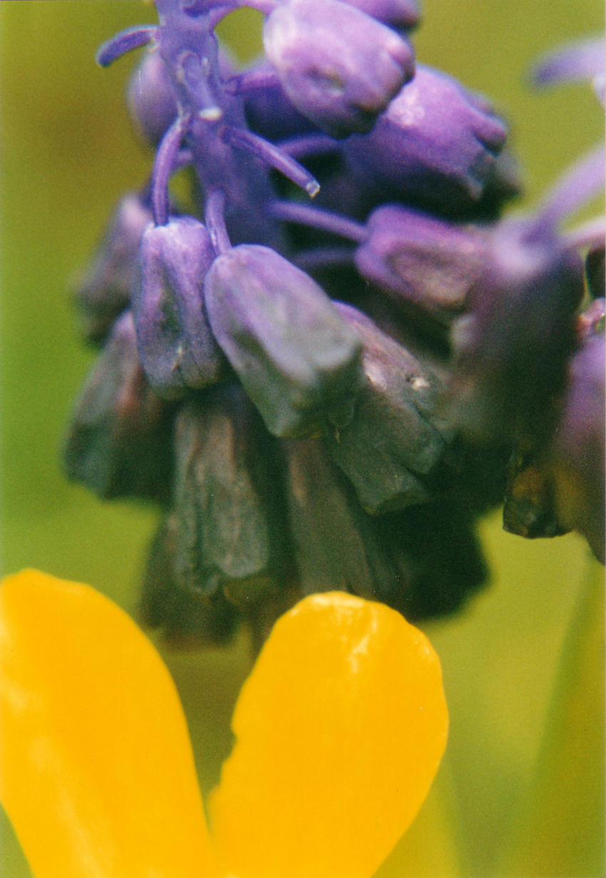 CampanelleViola PetaliGialli