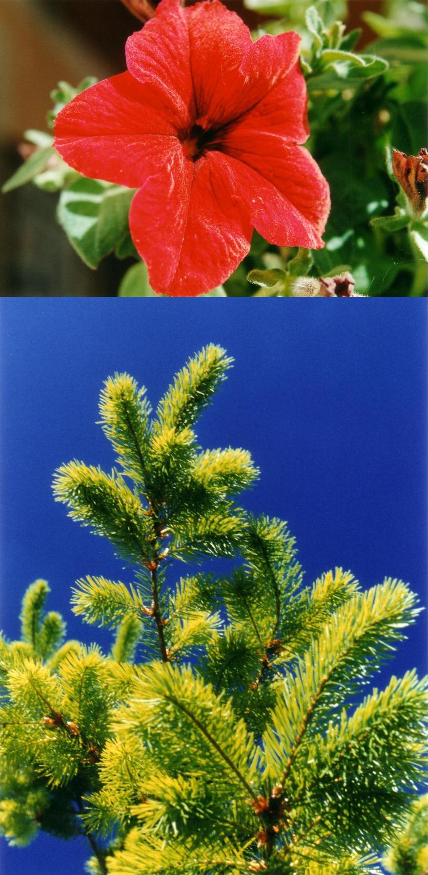 Fiore in Rosso e Abete in Blu