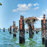 Osprey Nest at Cape Henlopen