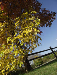 Fall Fences