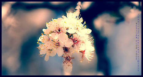 Spring Blossums 2014