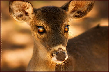 Sunny eyed Deer