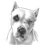 Dogo Argentino