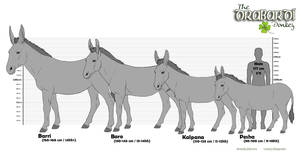 Drabardi Donkey Types Height Chart