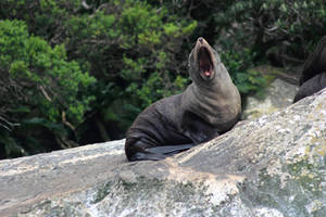 Boar Sea Lion