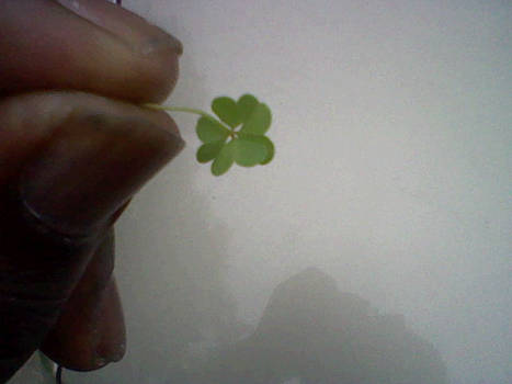 heart shape 4 leaf clover