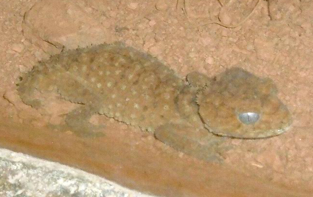 Knob-Tailed Gecko.