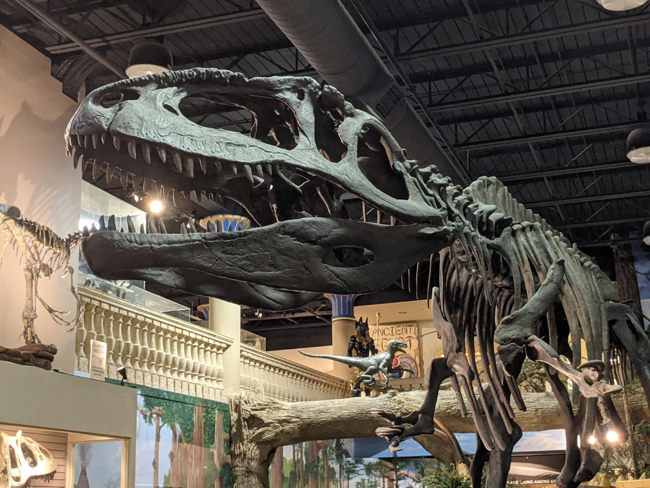 Giganotosaurus Skeleton By Kaiju Brawler911 On DeviantArt giganotosaurus-skeleton-by-kaiju-brawler911-on-deviantart