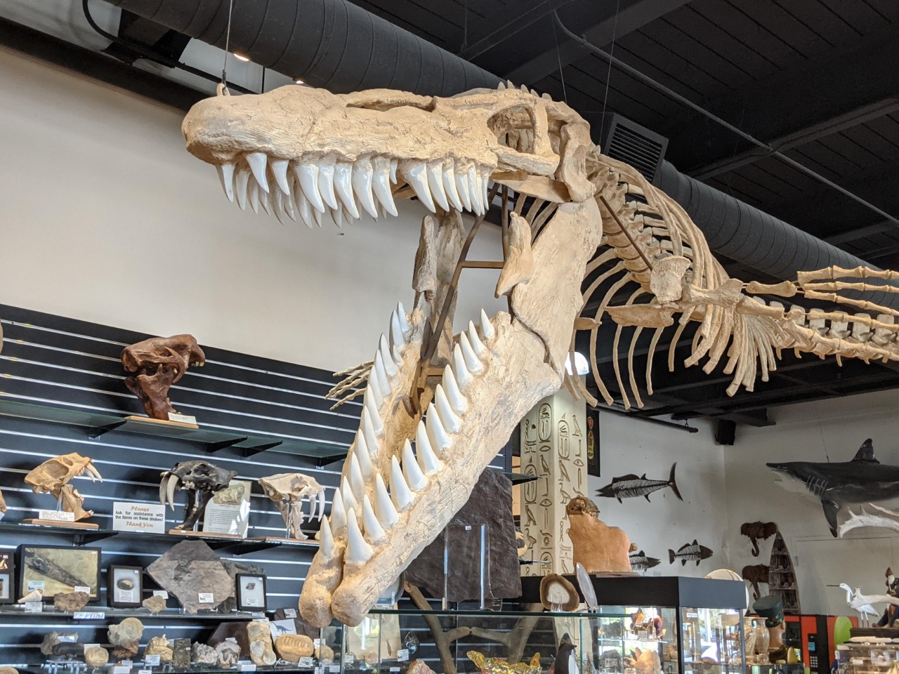 Mosasaurus Skeleton By Kaiju Brawler911 On DeviantArt mosasaurus-skeleton-by-kaiju-brawler911-on-deviantart