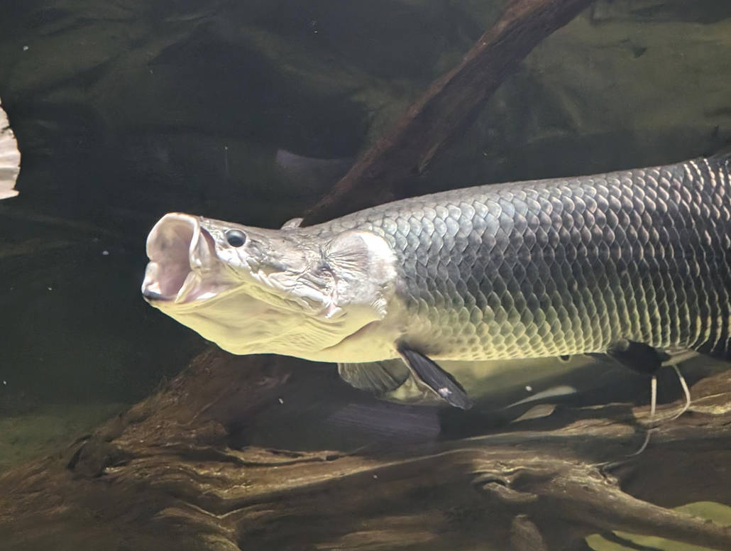 Arapaima. by Kaiju-Brawler911 on DeviantArt