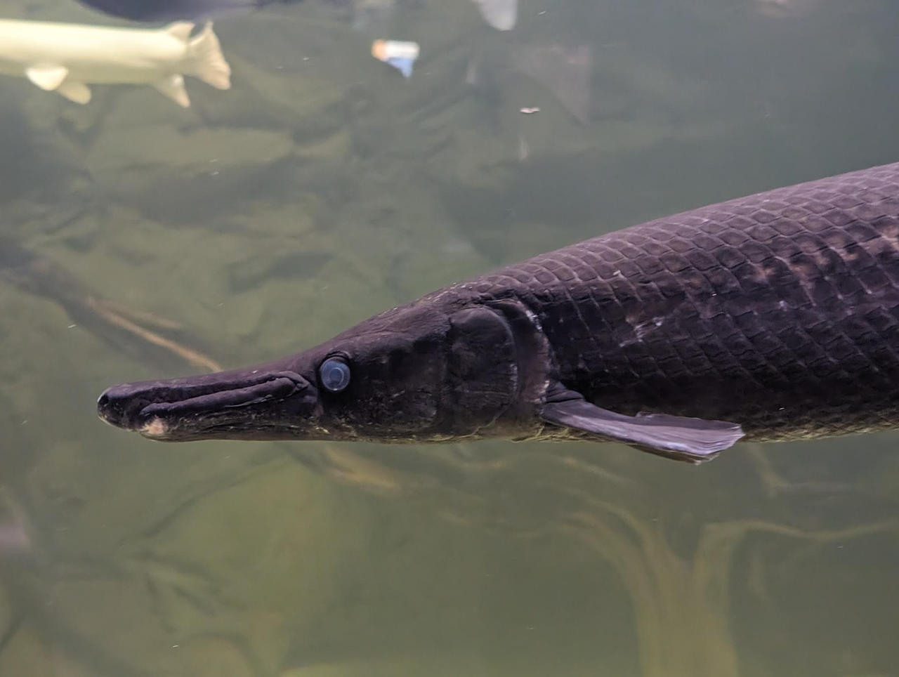 Alligator gar. by KaijuBrawler911 on DeviantArt