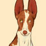 Ibizan Hound