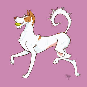 Apparently I only draw Ibizan Hounds