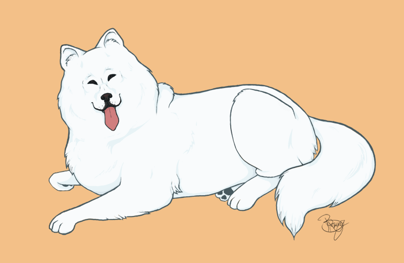 Samoyed