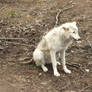 Sitting White Wolf - Stock