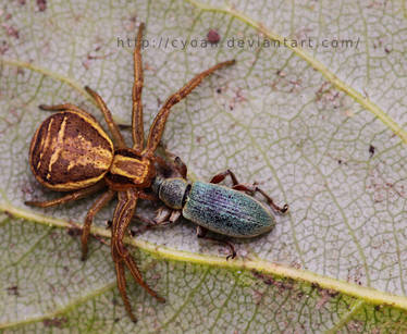 Spider's lunch