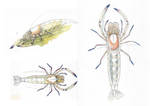 Nea Contest - Periclimenes cf. imerator by Cyoan