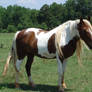 STOCK - Chestnut Tobiano