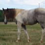 STOCK - Dark Red Roan Tobiano2