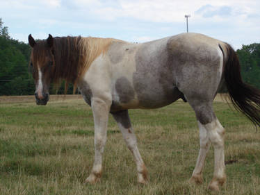 STOCK - Dark Red Roan Tobiano2