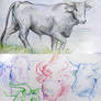 Bull sketches