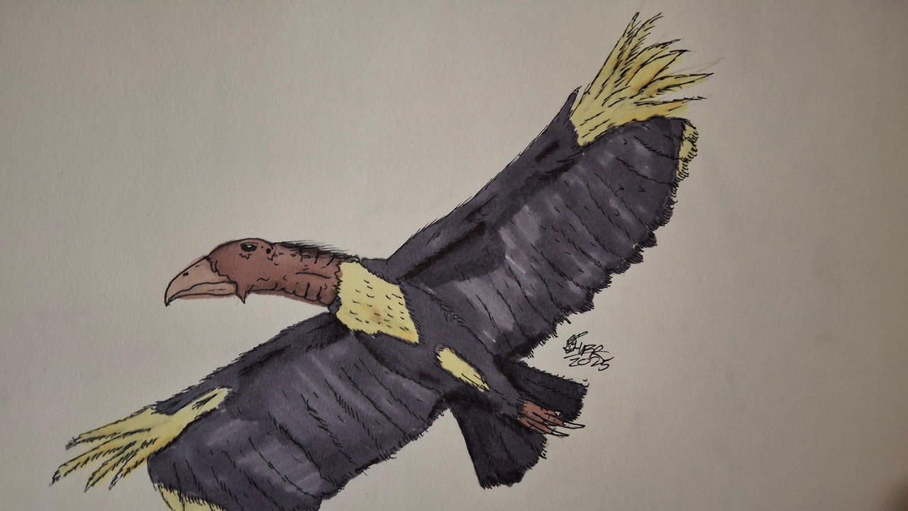 Bird Evolution Deviantart Thunderbird Speculative Evolution by KaijuStudios2754 on DeviantArt