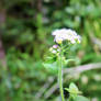 Kondalilla National Park Flower 3