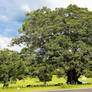 Maleny Settlers Green