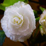 Begonia Non-Stop White (2)