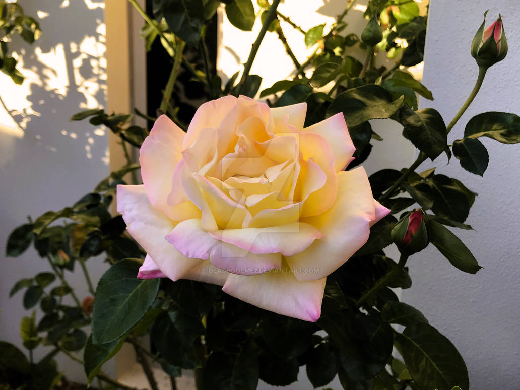 Mnday Roses Monday Rose 1 - 19/6/2023 by DeadpoolME2 on DeviantArt