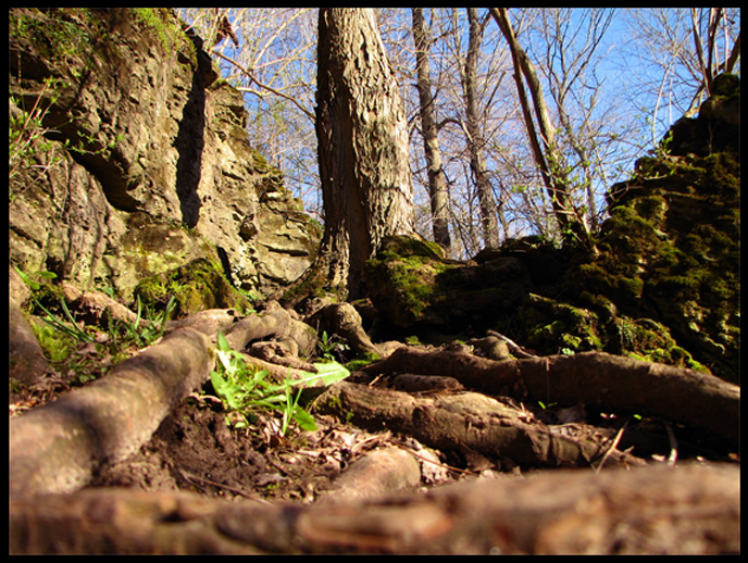 The Roots