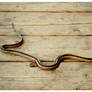 A  Gartersnake On My Deck!