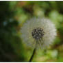 Last Week Snow, This Week Dandelions!