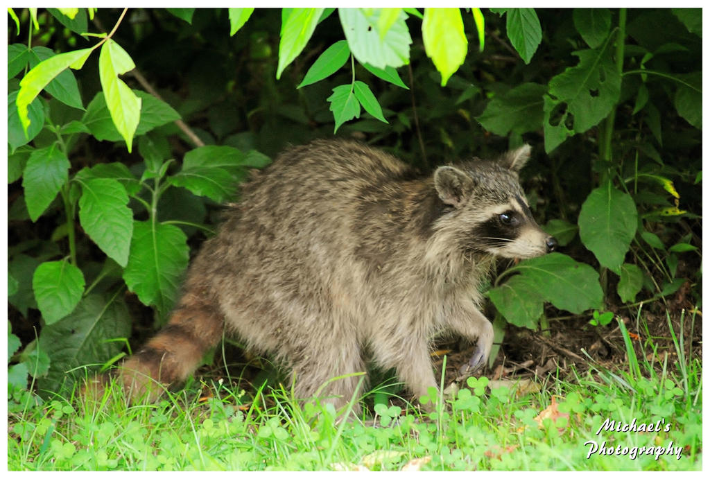 A Raccoon In My Backyard