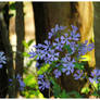 Tennessee Wildflowers