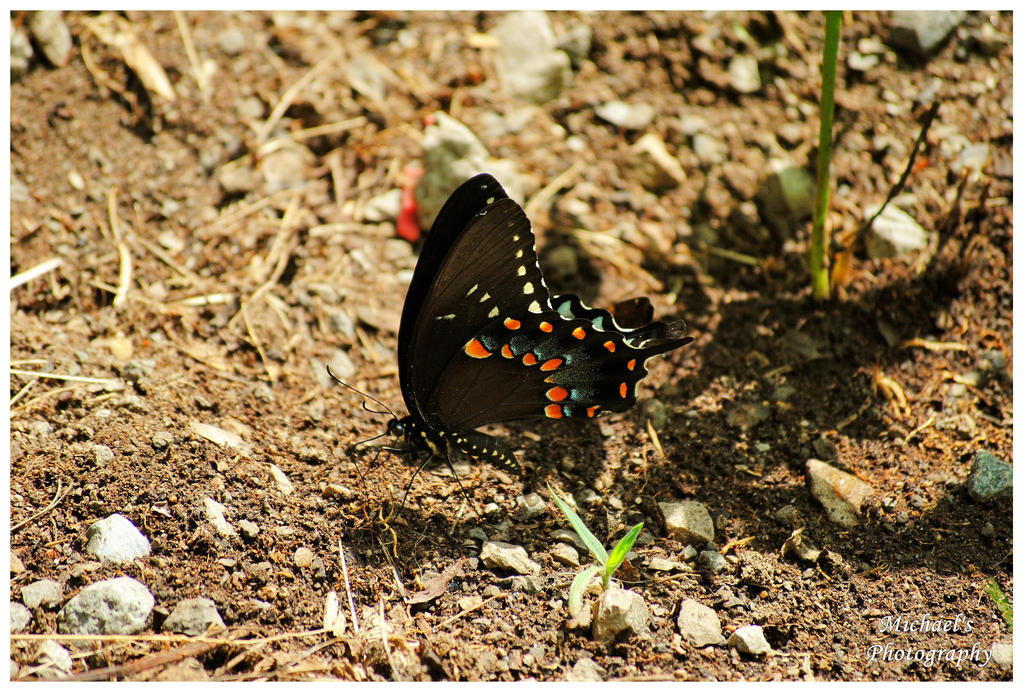 A Black Swallowtail Butterfly