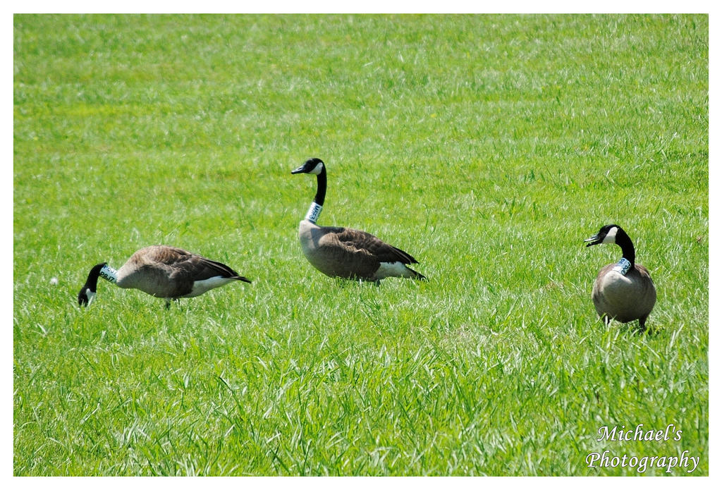 A Gaggle Of Geese