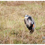 A Blue Heron