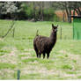 A Black Llama