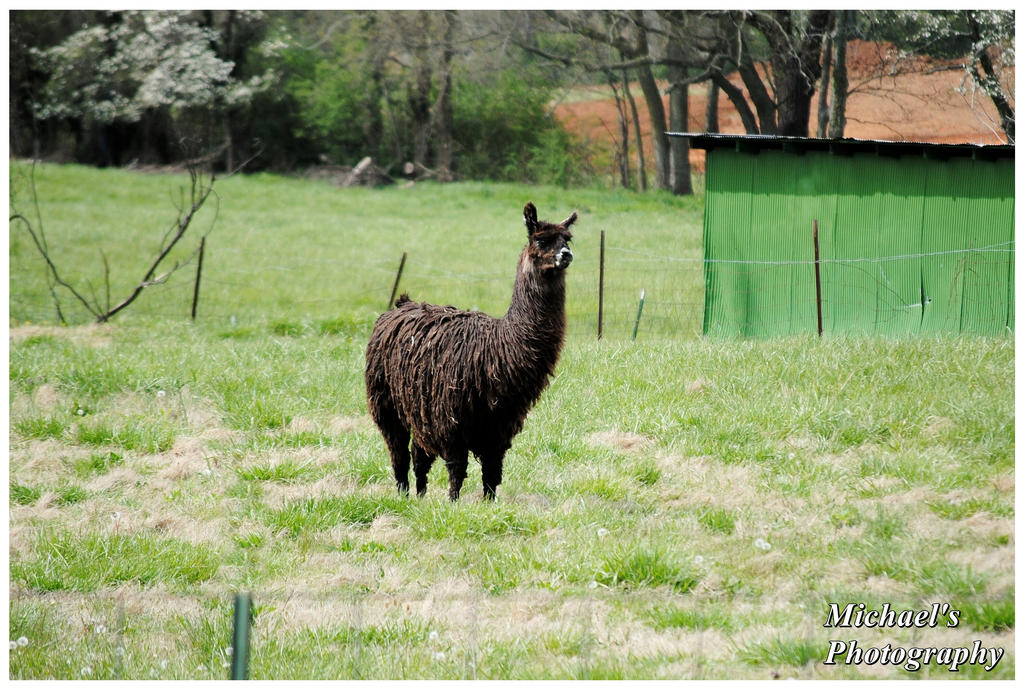 A Black Llama by TheMan268 A Black Llama by TheMan268