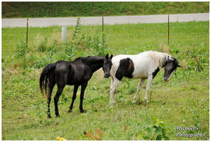 Two Beautiful Horses